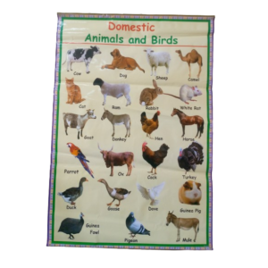 Domestic Animal and Birds Wall Chart