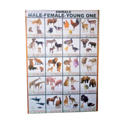 Animal Male Female And Young One Wall Chart