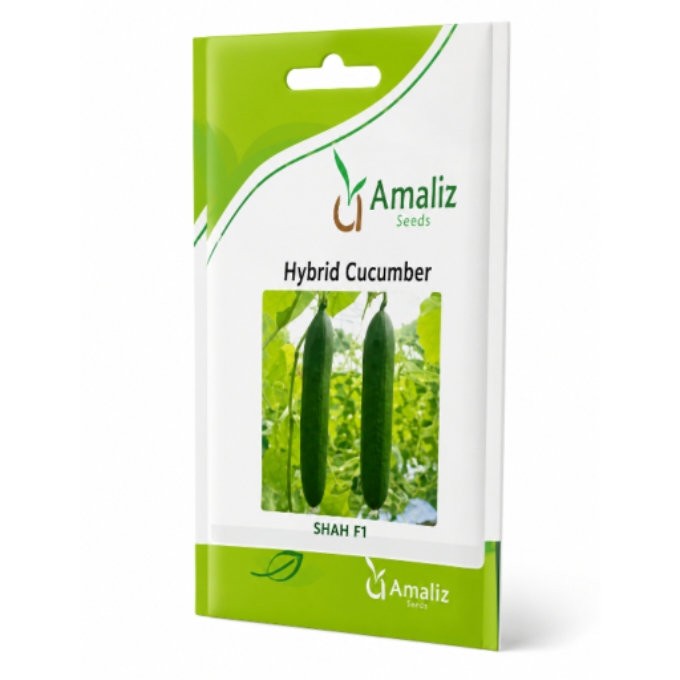 PhotoGrid_Plus_1781802745495 Amaliz Shah F1 Hybrid Cucumber Seeds Pack - Image 1