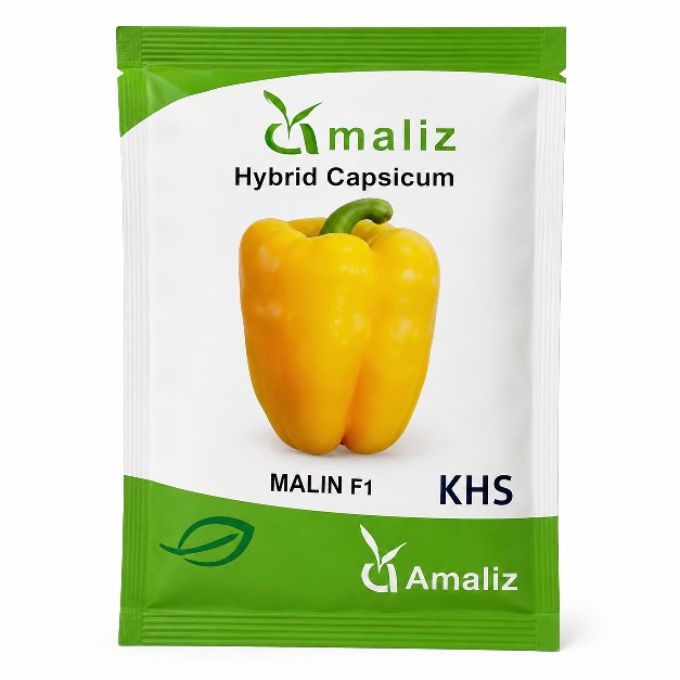 PhotoGrid_Plus_1781852818791 Amaliz MALIK F1 Hybrid Capsicum Seed Pack - Image 1
